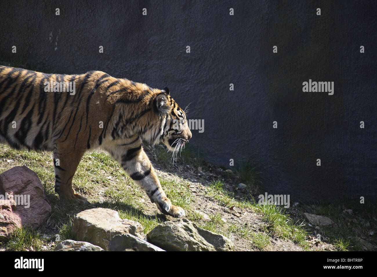 A tiger in a zoo, walking Stock Photo