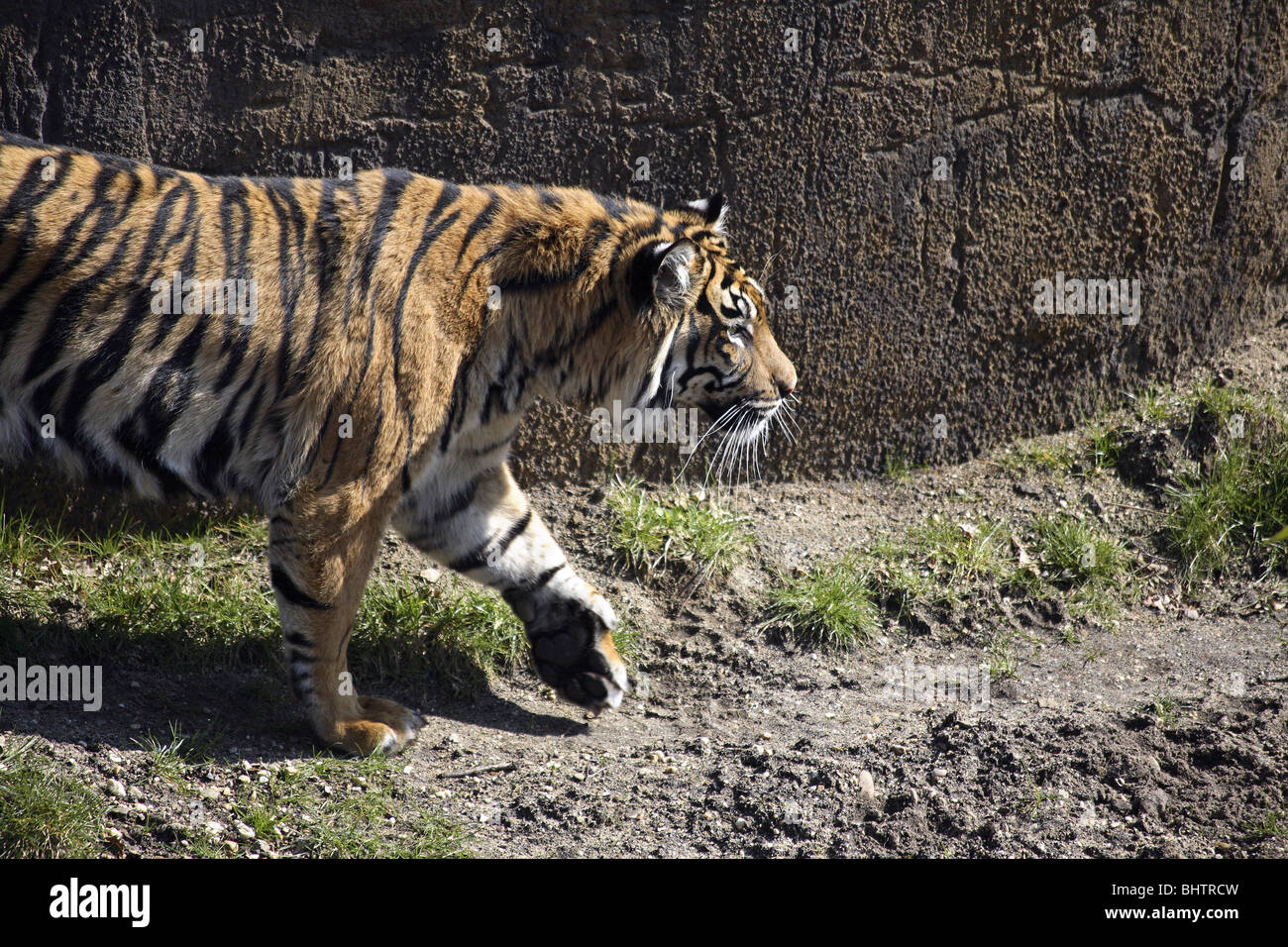 A tiger in a zoo, walking around enclosure Stock Photo