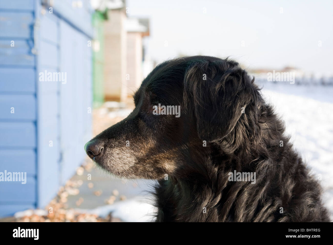 black dog sitting on beach in snow, Goring by Sea, West Sussex, England Stock Photo