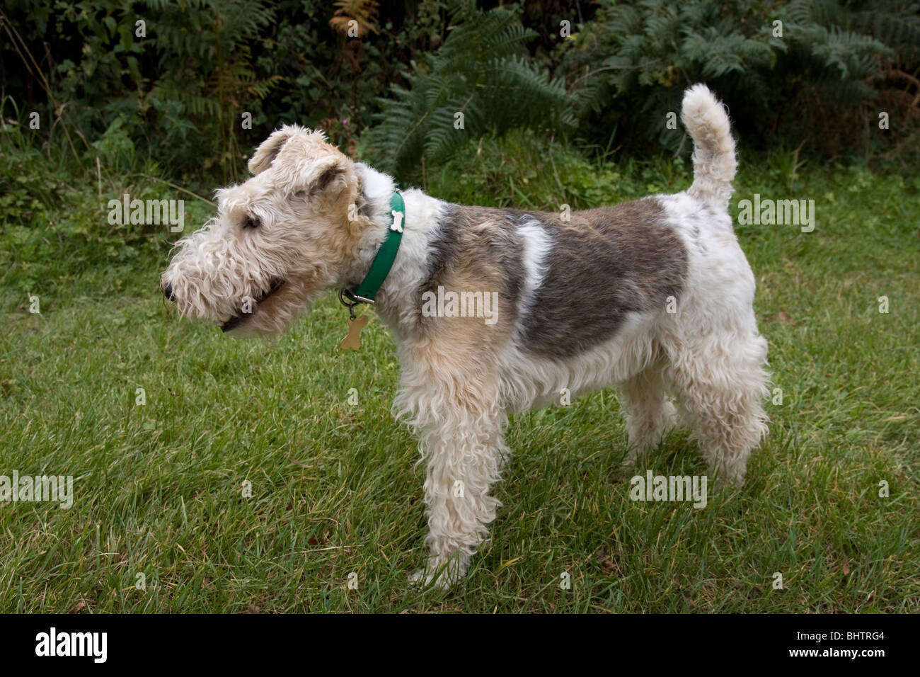 Wire-haired bassotto - in piedi con peluche Foto stock - Alamy