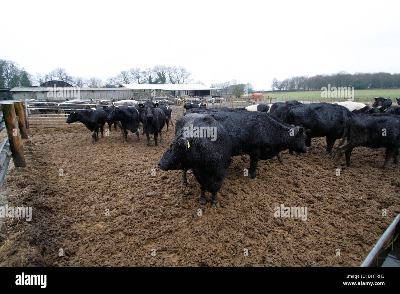 Mixed cattle on the woodchip pad. It had been raining copiously Stock Photo Alamy