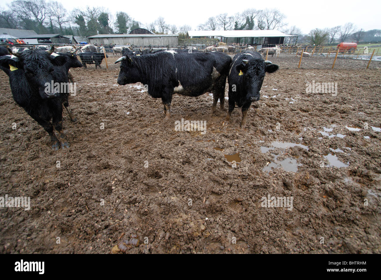 Mixed cattle (Shetlands and English Long horn) on the woodchip pad. It had been raining