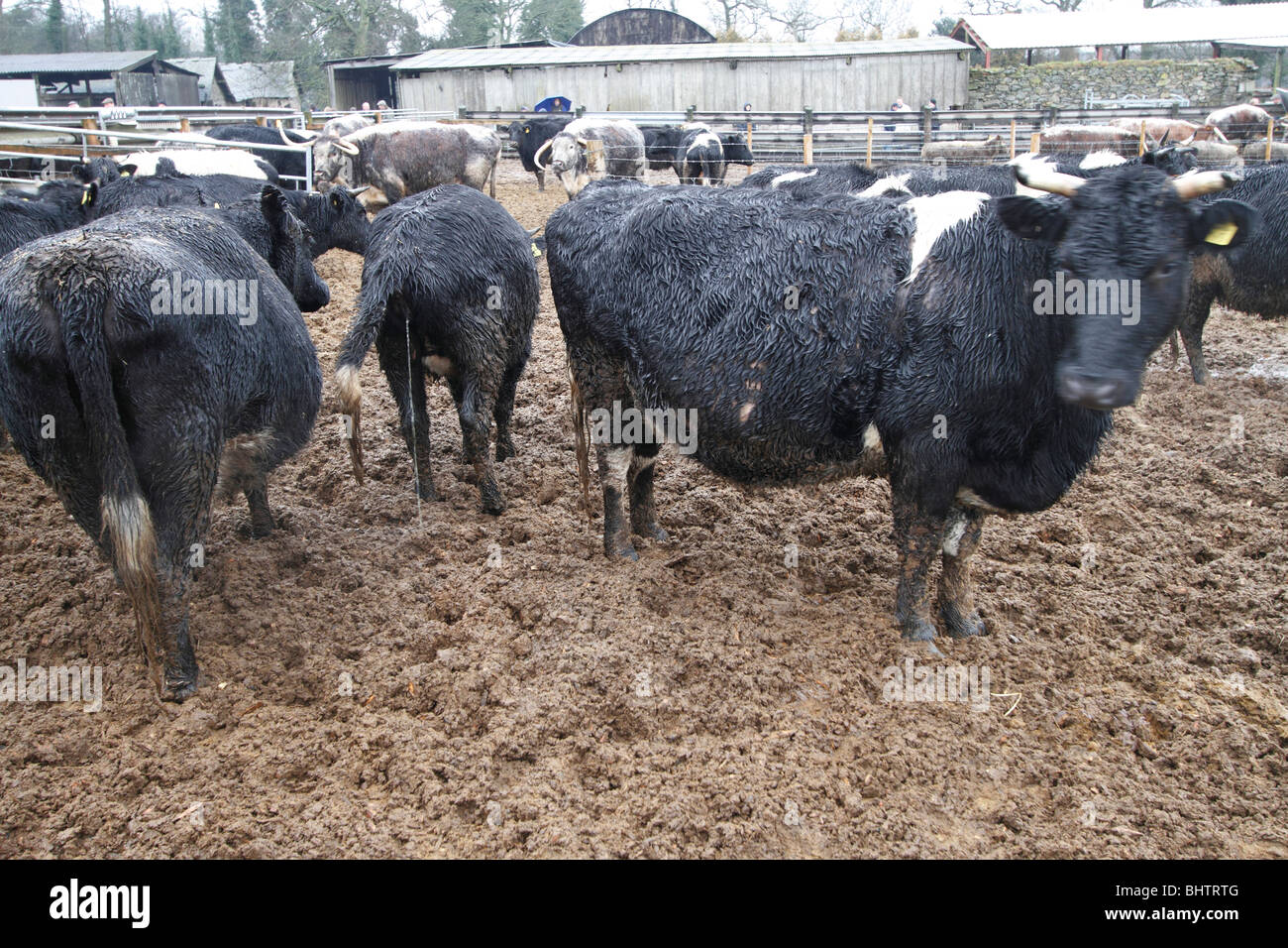 Shetland cattle on the woodchip pad. It had been raining copiously Stock Photo Alamy