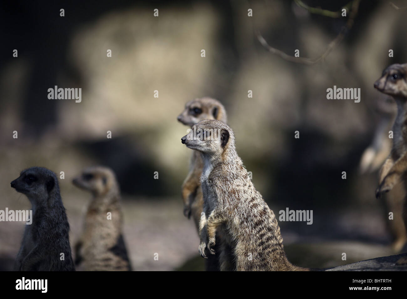 A group of meerkats on patrol Stock Photo