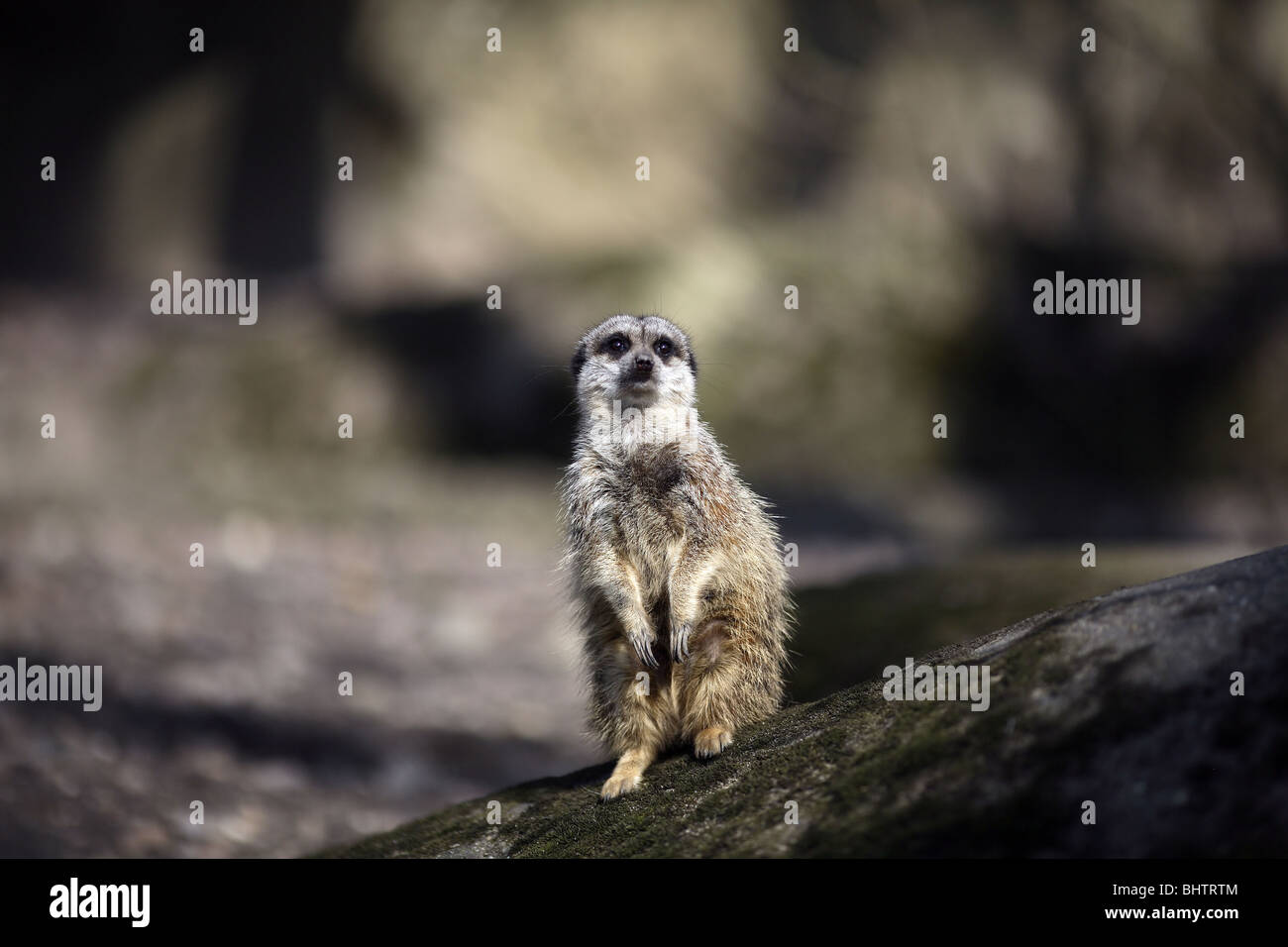 A meerkat Stock Photo