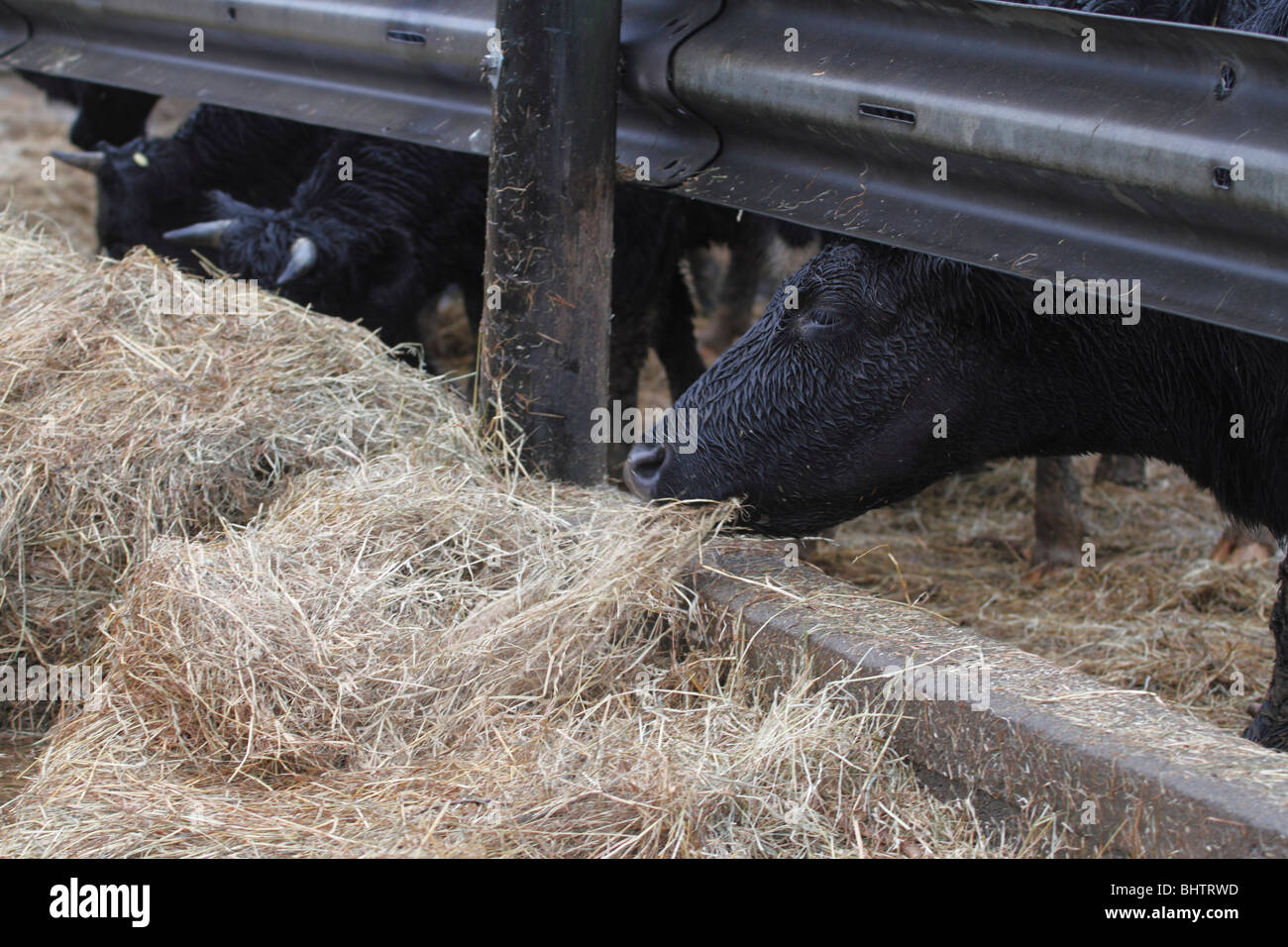 Concrete feeding pad. Shetland cattle Outwintering cattle on Woodship