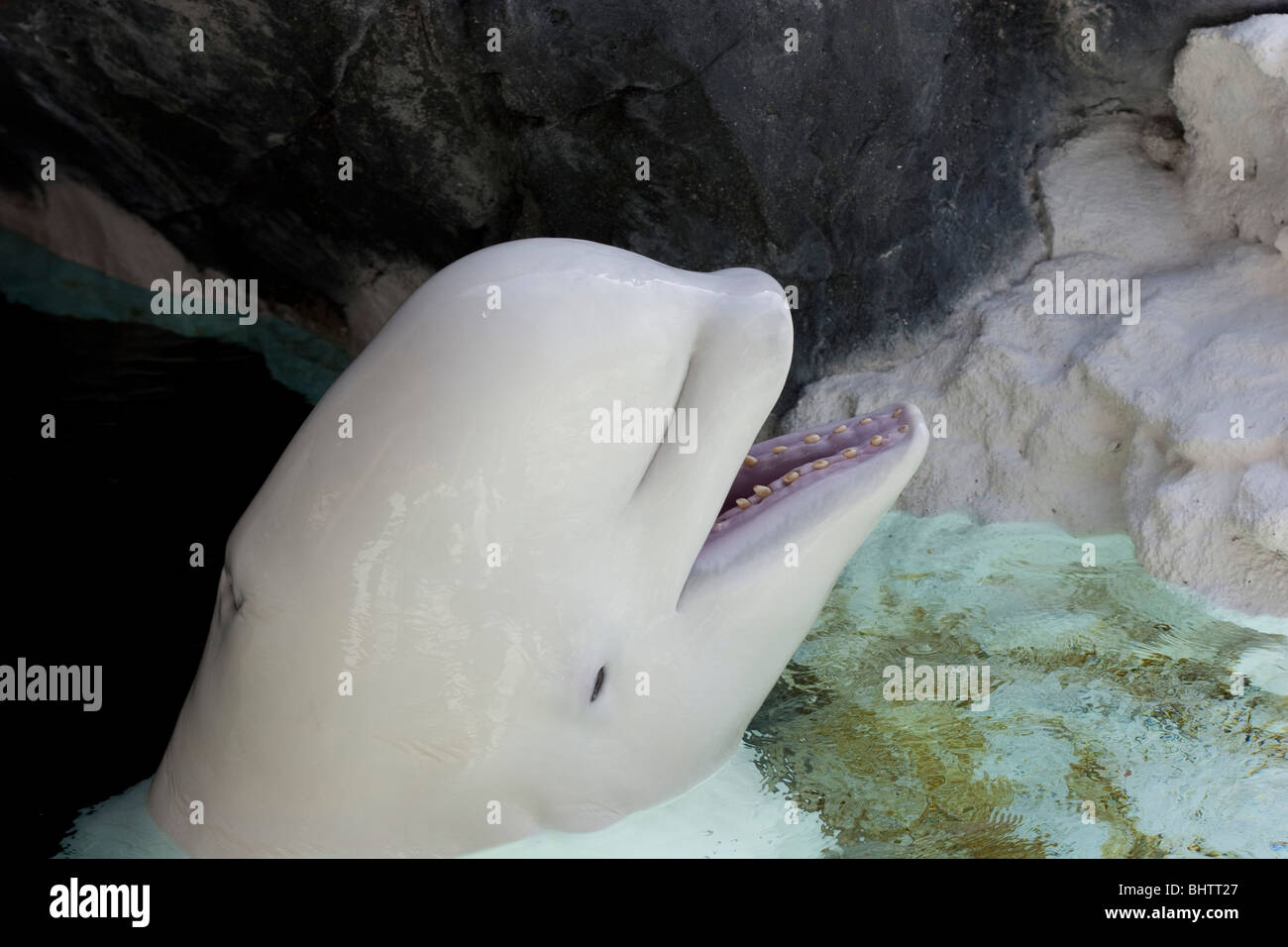 Beluga whale at the San Diego Seaworld with its mouth open and teeth ...