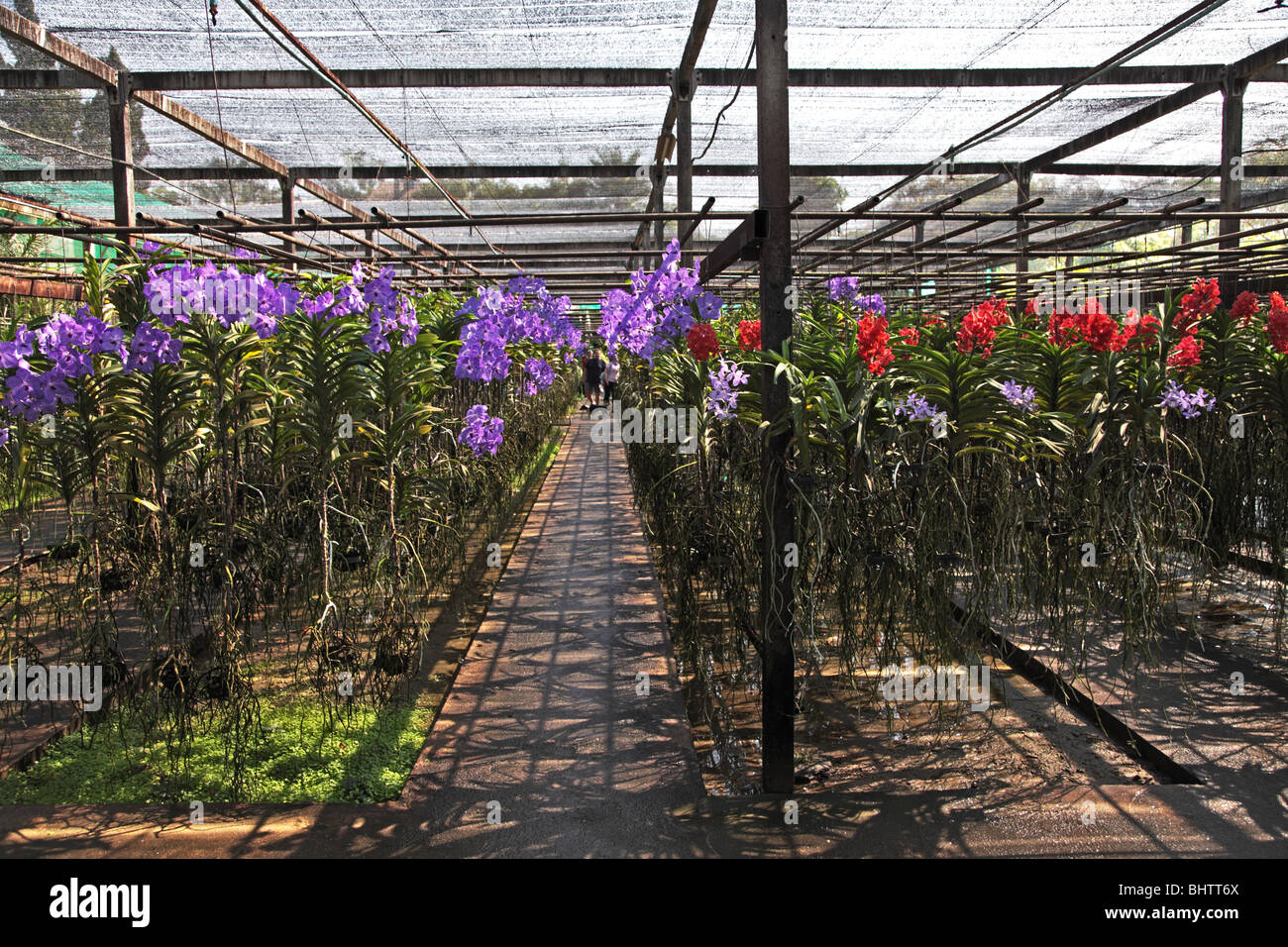 Suanbua Maesa Orchid Farm near Chiang Mai, Thailand Stock Photo