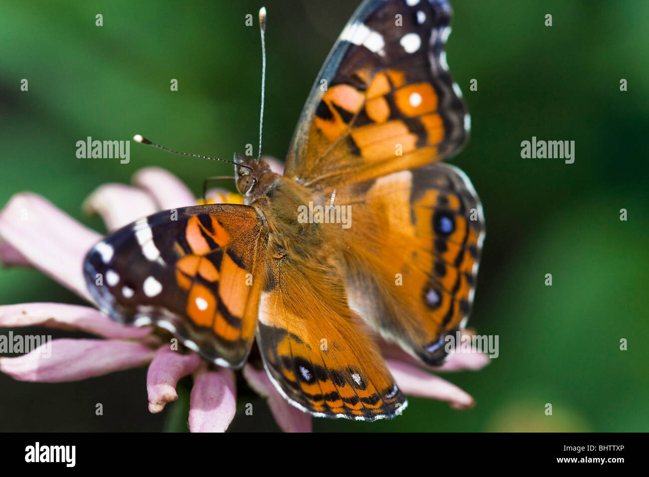 American Painted Lady Butterfly, Vanessa virginiensis Stock Photo