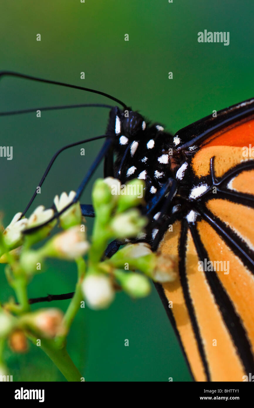 Monarch butterfly australia hires stock photography and images Alamy