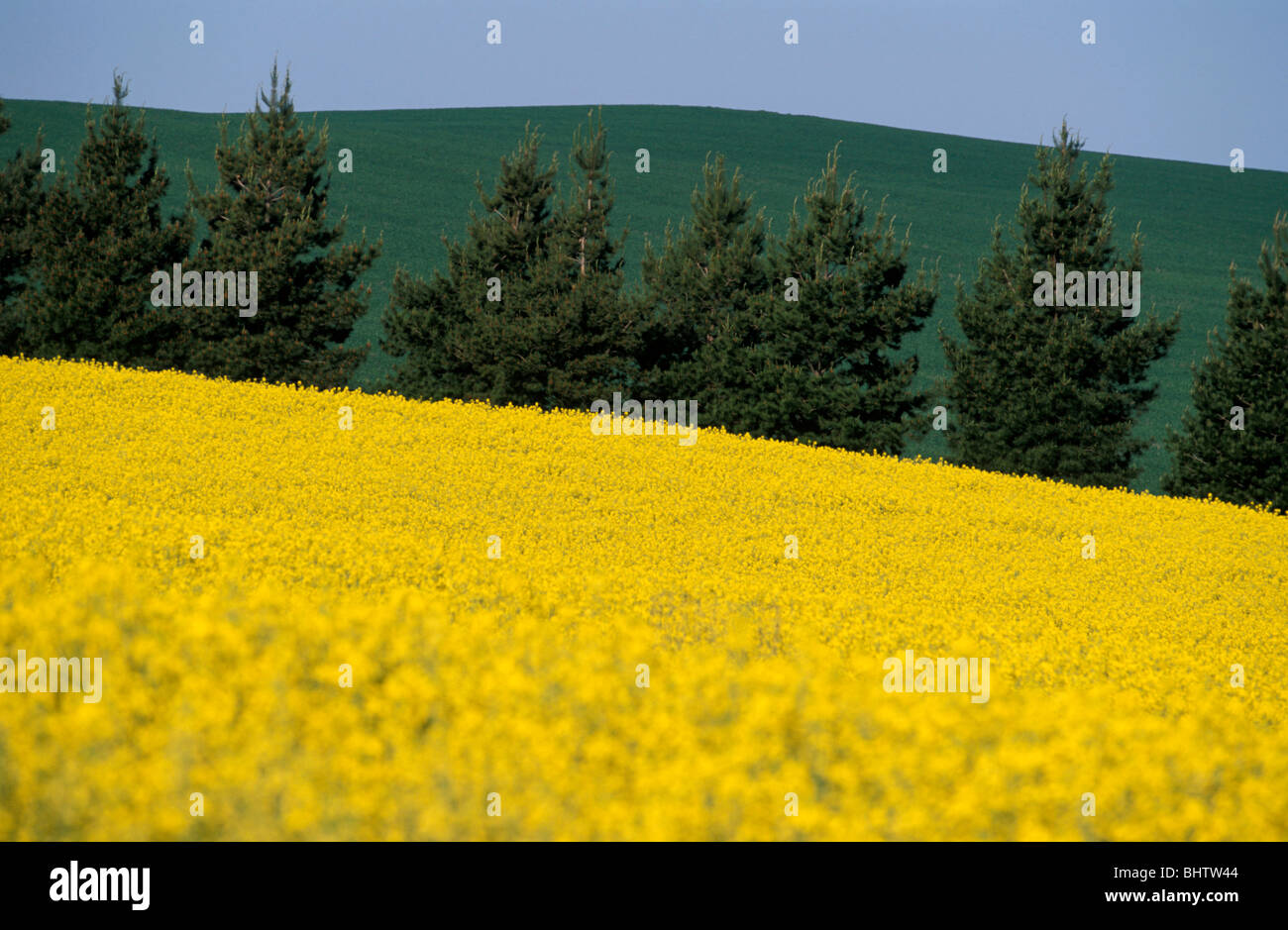 Canola Crop Harden District New South Wales Australia Stock Photo