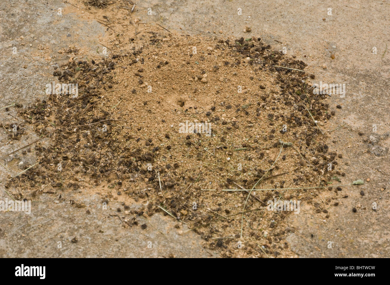Anthill of Messor barbarus, the harvesting ant Stock Photo