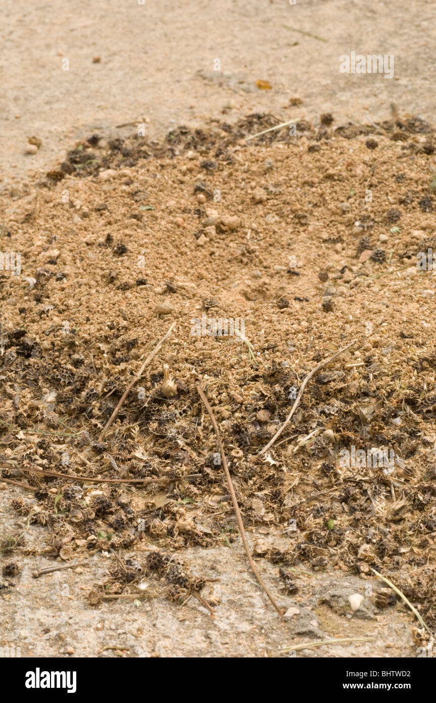 Anthill of Messor barbarus, the harvesting ant Stock Photo