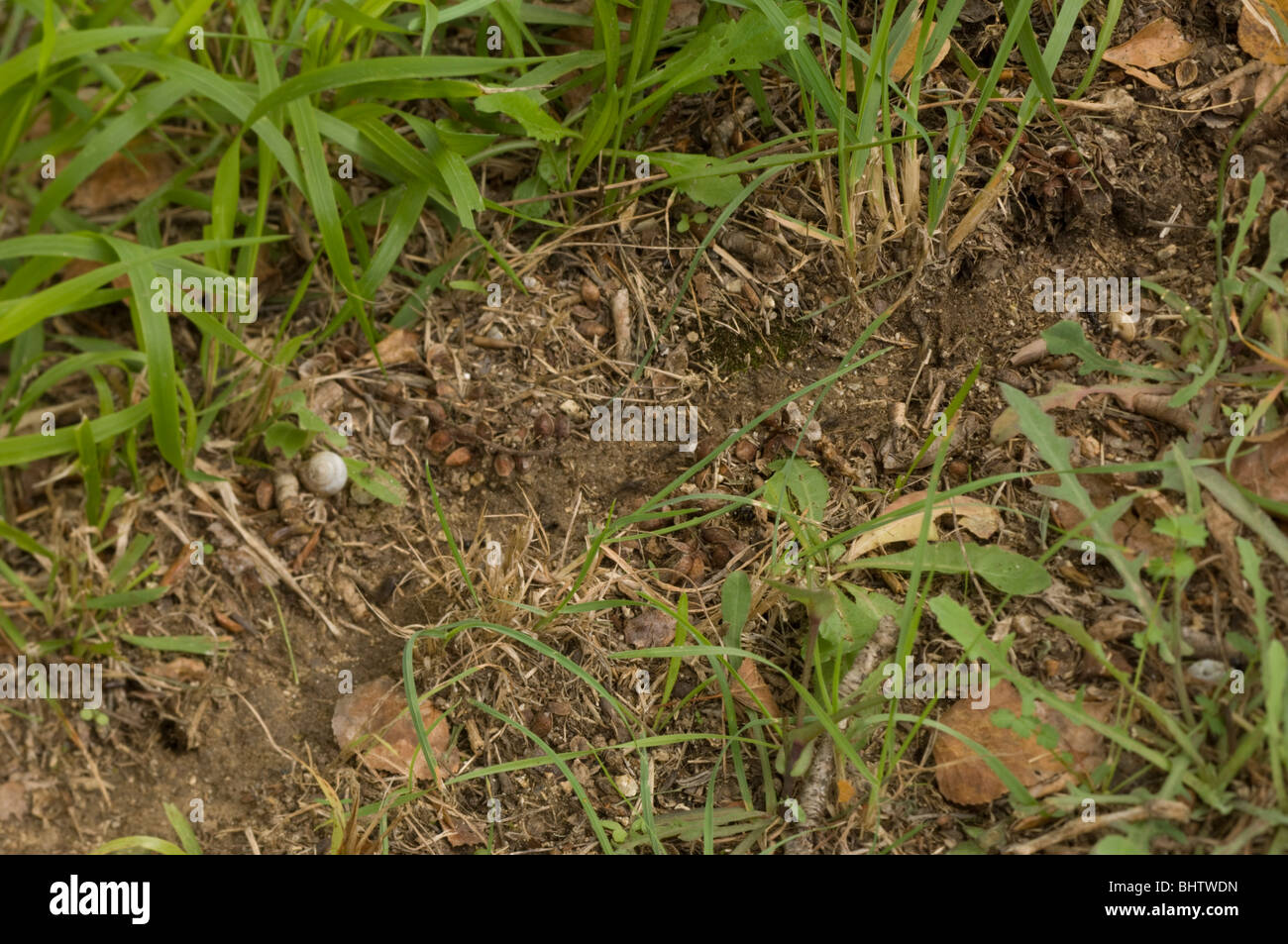 Pathway made by Messor barbarus the harvesting ant from nest to feeding plants Stock Photo