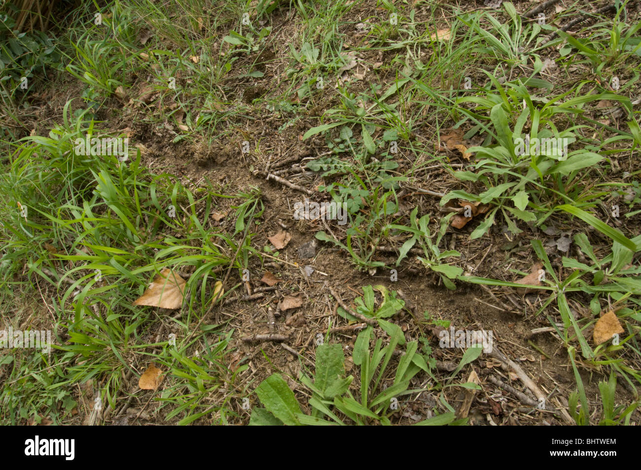 Pathway made by Messor barbarus the harvesting ant from nest to feeding plants Stock Photo