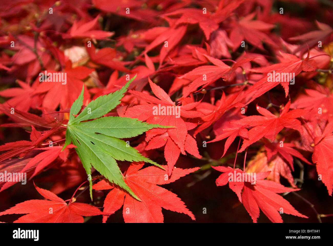 Japanese Maple (Acer palmatum) Autmn Colours at Queenswood arboretum Herefordshire Stock Photo