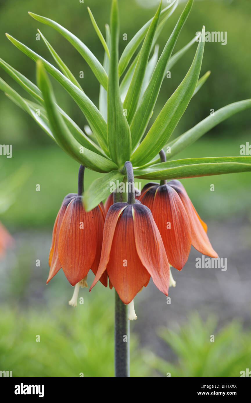 Crown imperial blossoms – detail Stock Photo