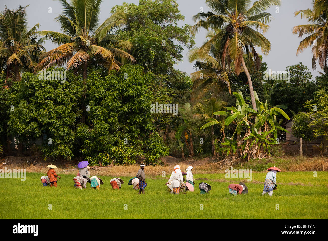 India, Kerala, Alappuzha, Chennamkary, agriculture, farm workers