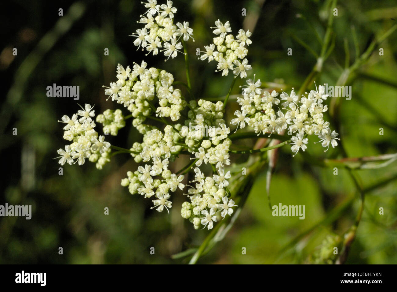 Burnet-saxifrage, pimpinella saxifraga Stock Photo