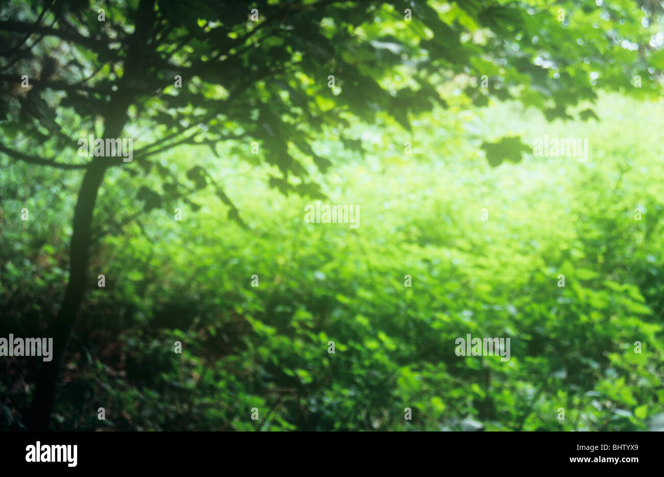 Leafy solace hi-res stock photography and images - Alamy