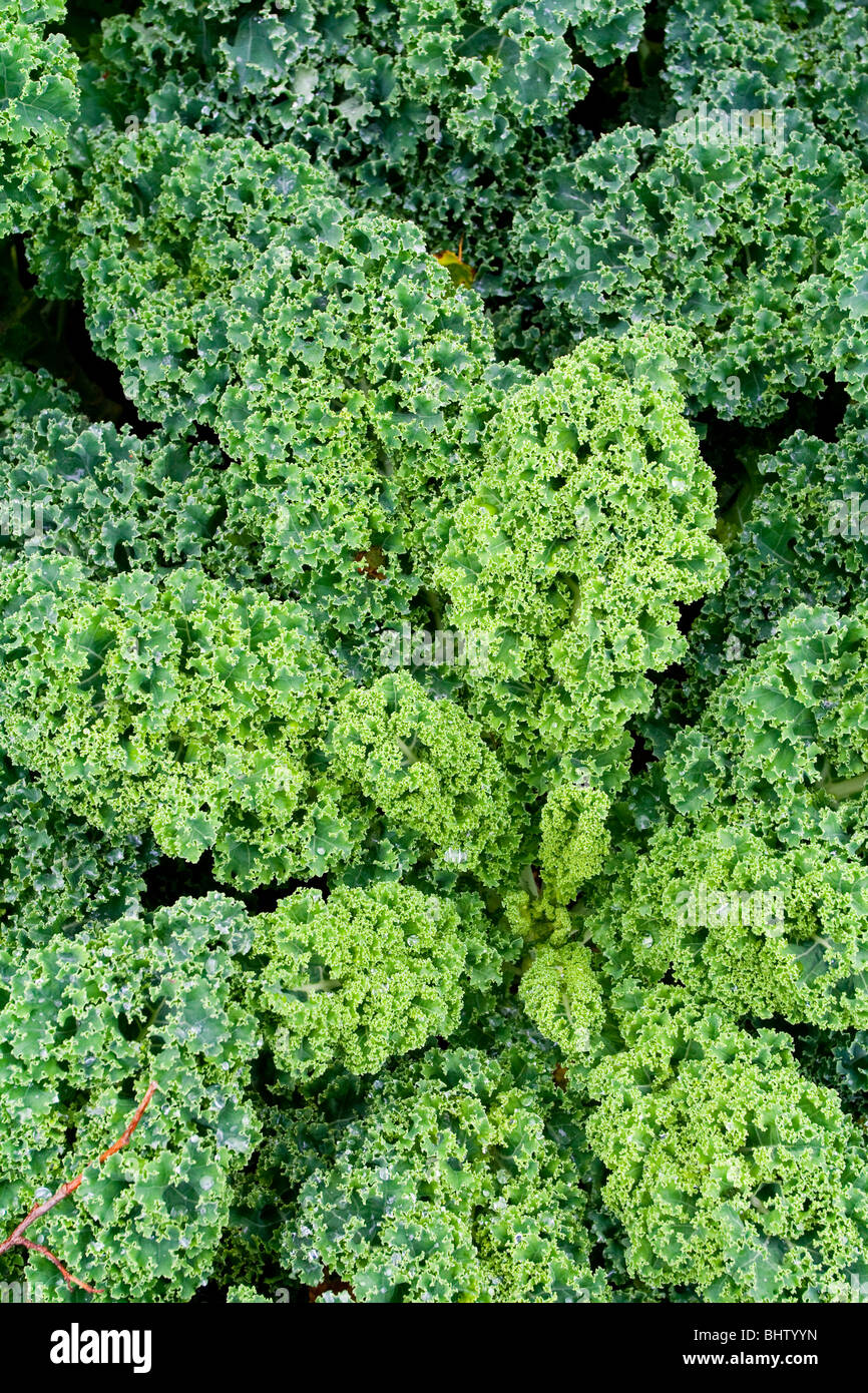 Close up view of curly kale or borecole a form of cabbage Brassica oleracea Acephala Group growing in a vegetable garden Stock Photo