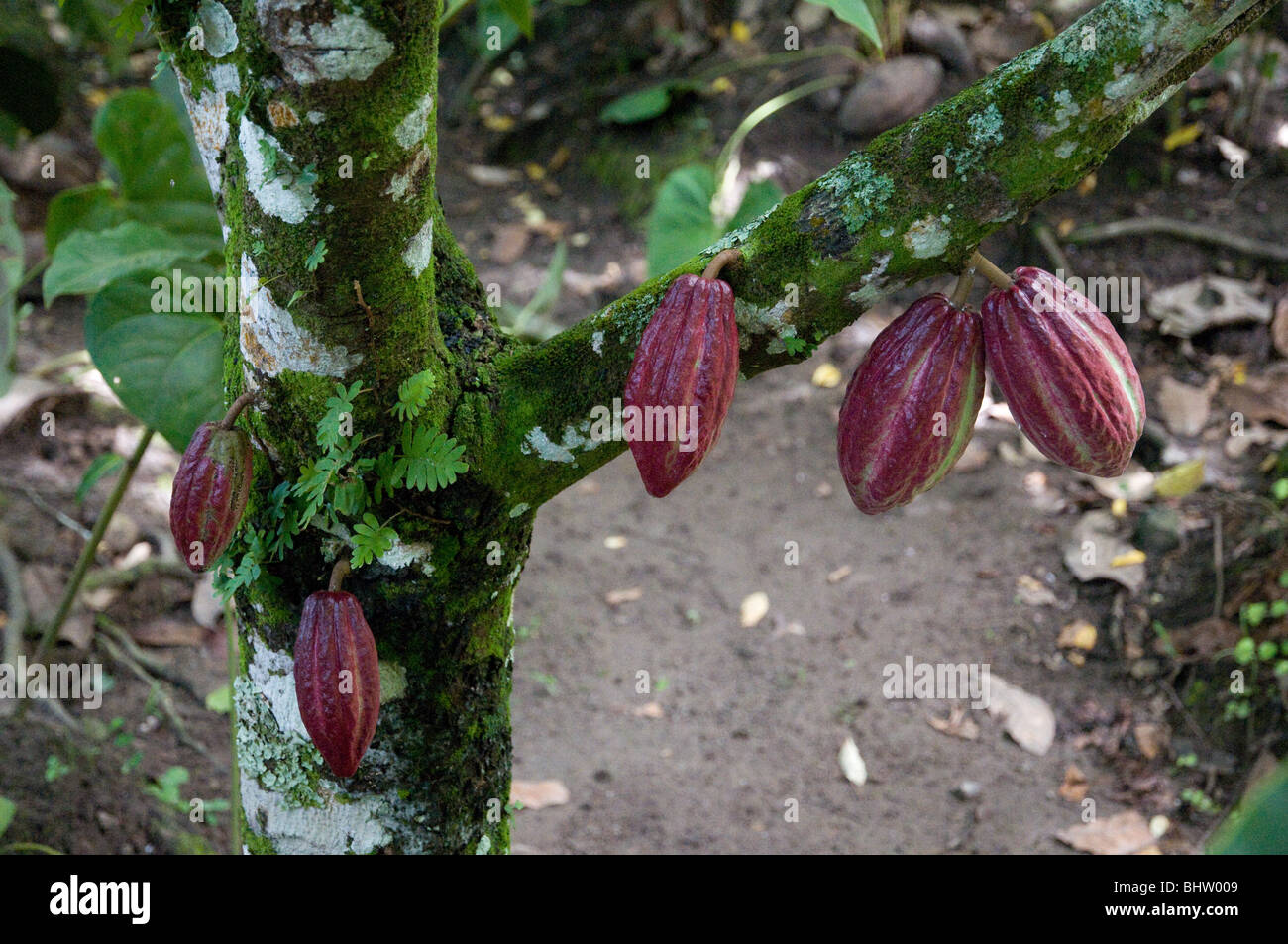 Hanging Cocoa pods growing on tree in St Lucia in tropical forest green moss and ferns also growing on bark Stock Photo