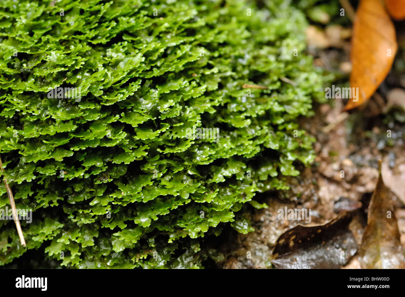 Pellia endiviifolia Stock Photo
