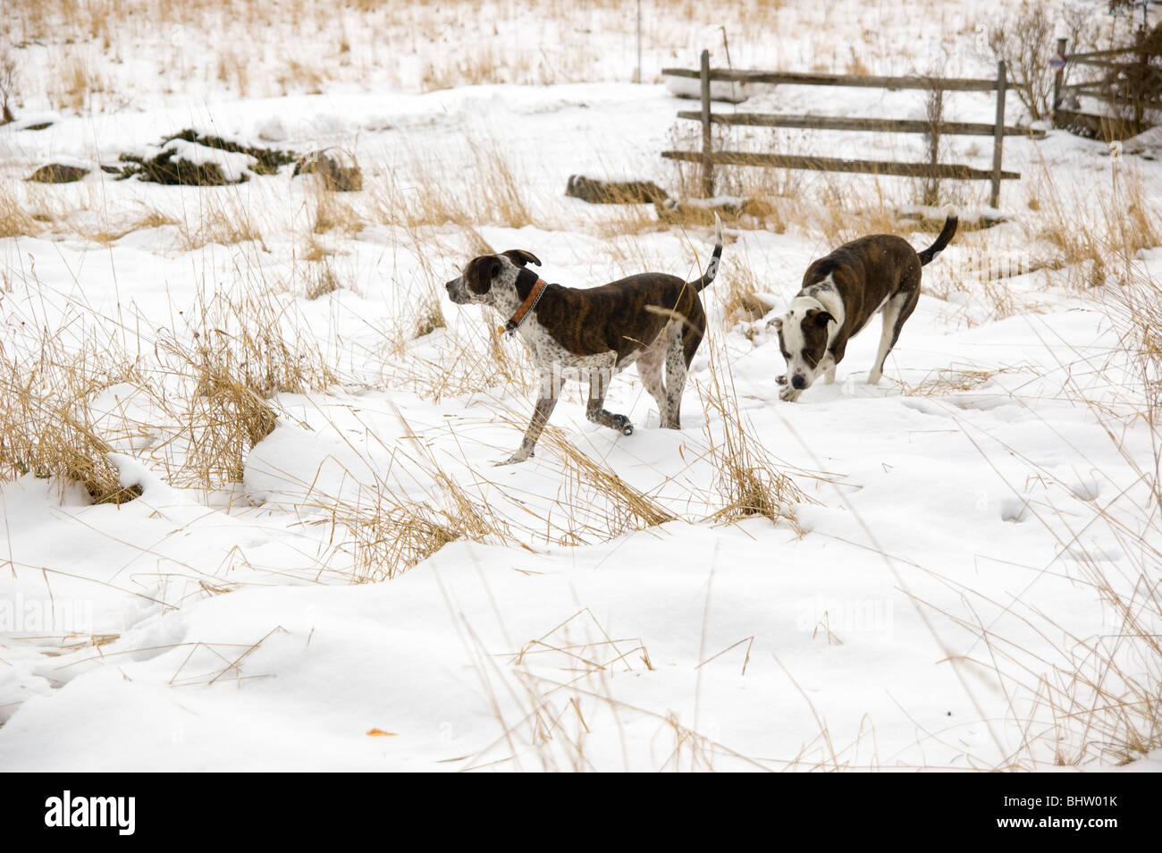 Two dogs playing around in the snow Stock Photo - Alamy