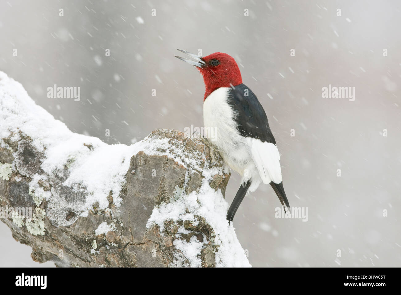 Red-headed Woodpecker perched in snow Stock Photo