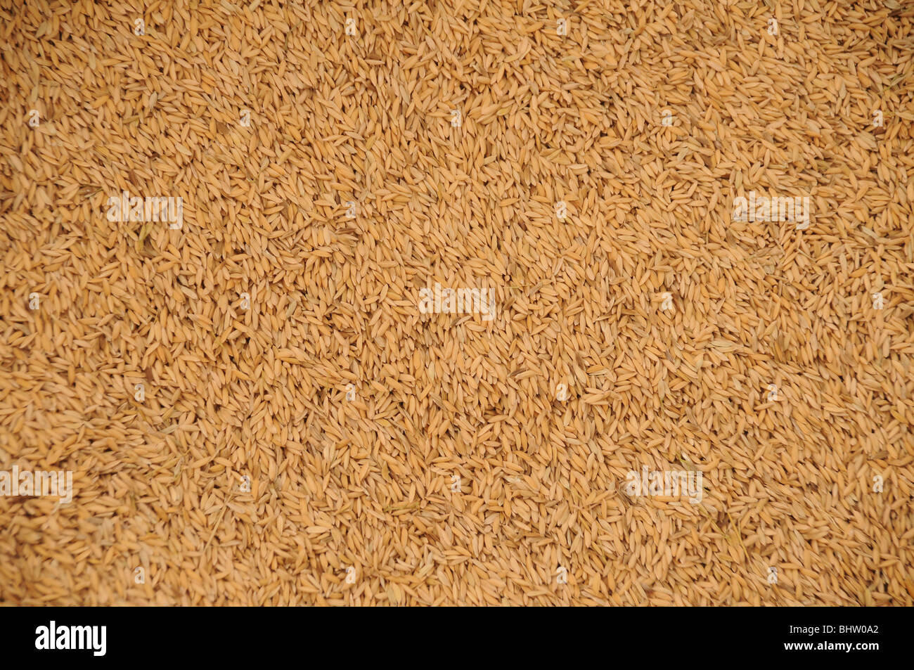 close up of harvested rice, ready for its husks to be removed Stock Photo