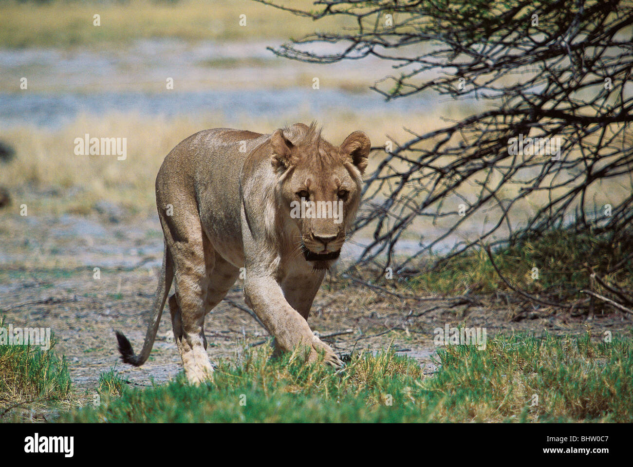 Namibias national animal hi-res stock photography and images - Alamy