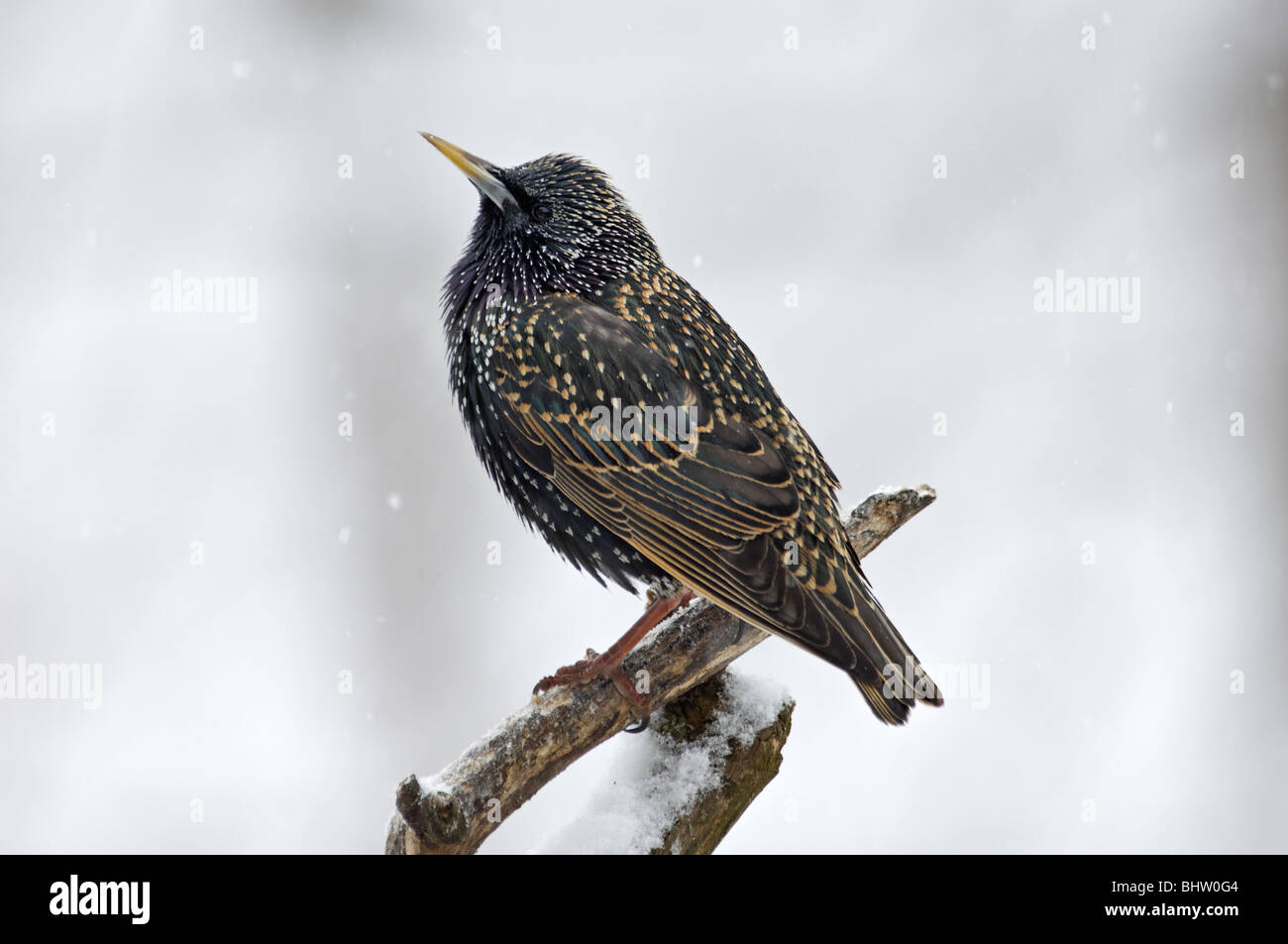 European Starling Perched on Branch in Snow Stock Photo