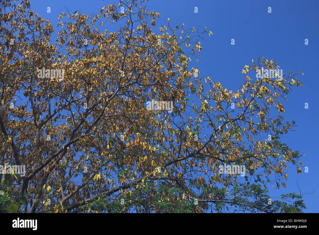 Tree scenic sky hi-res stock photography and images - Alamy