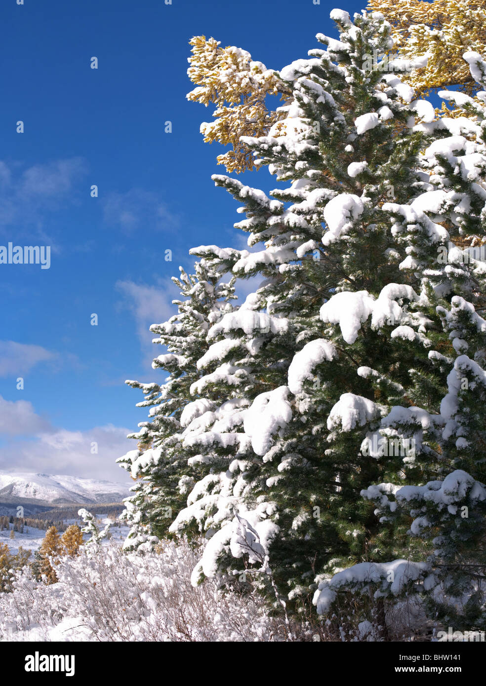 Fir tree under the snow and mountain landscape Stock Photo - Alamy