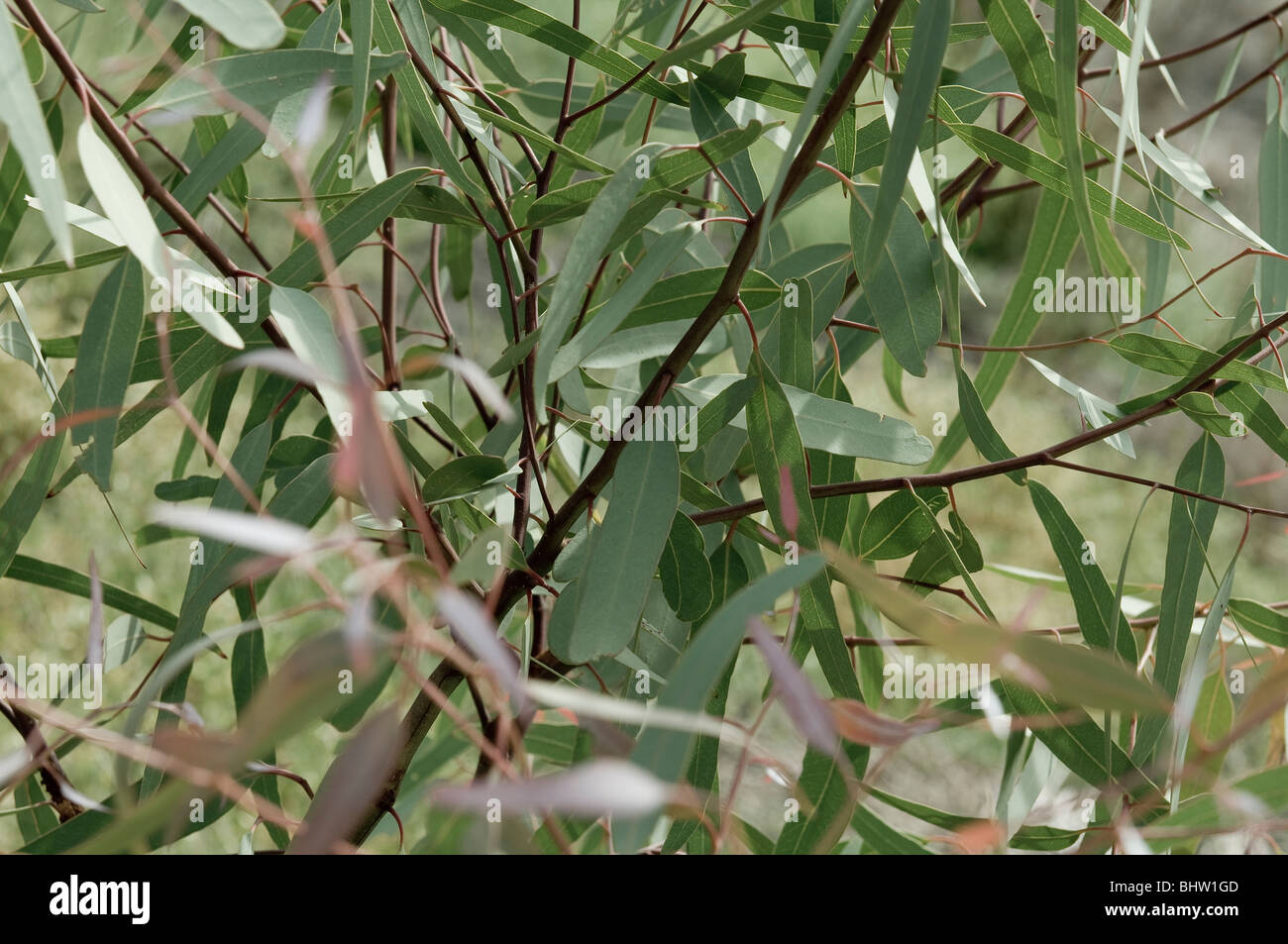 Gum tree leaves hires stock photography and images Alamy