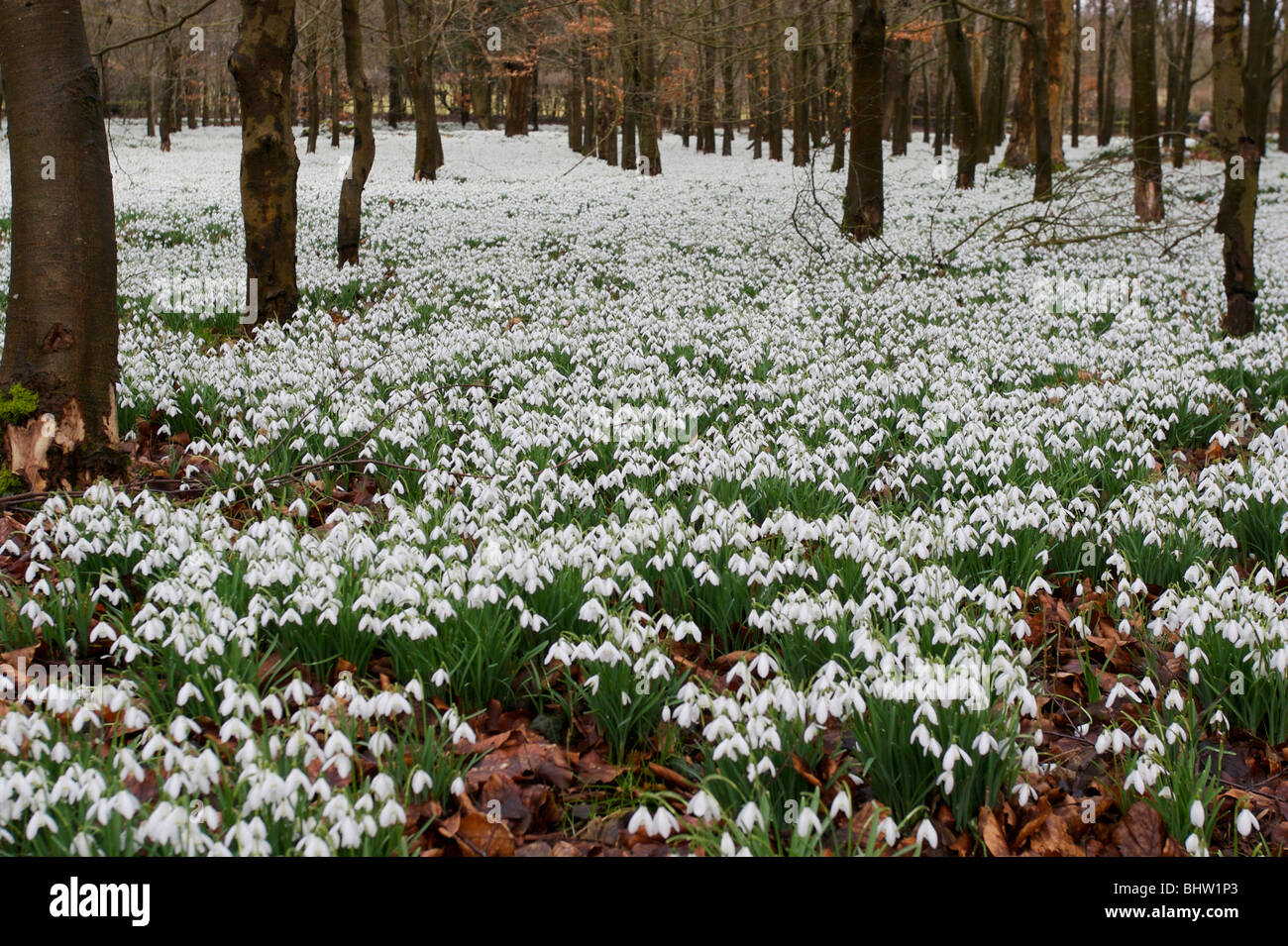 snowdrops in forest, welford england Stock Photo