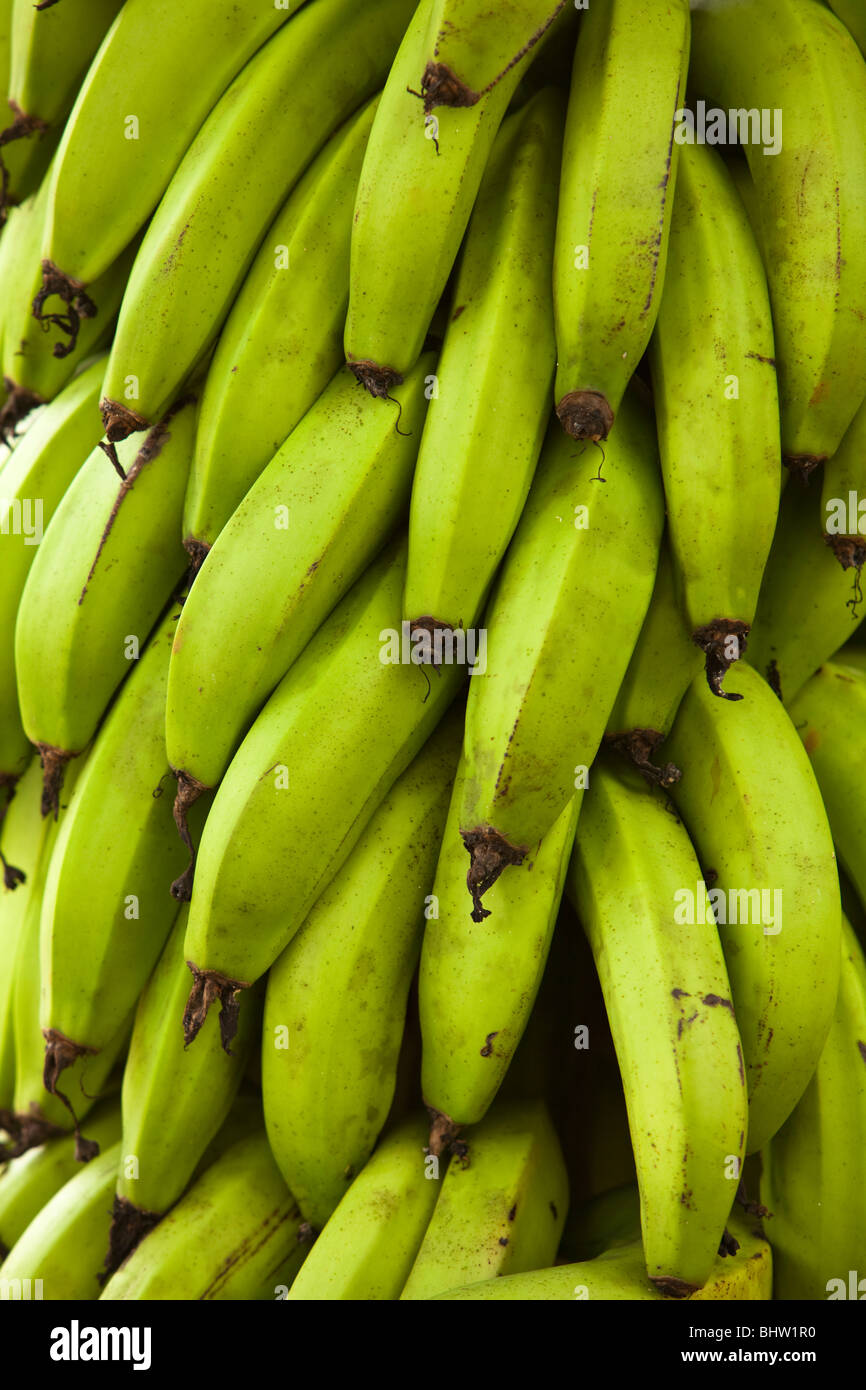 A large bunch of green bananas on a plantation in the Galapagos Islands. Stock Photo