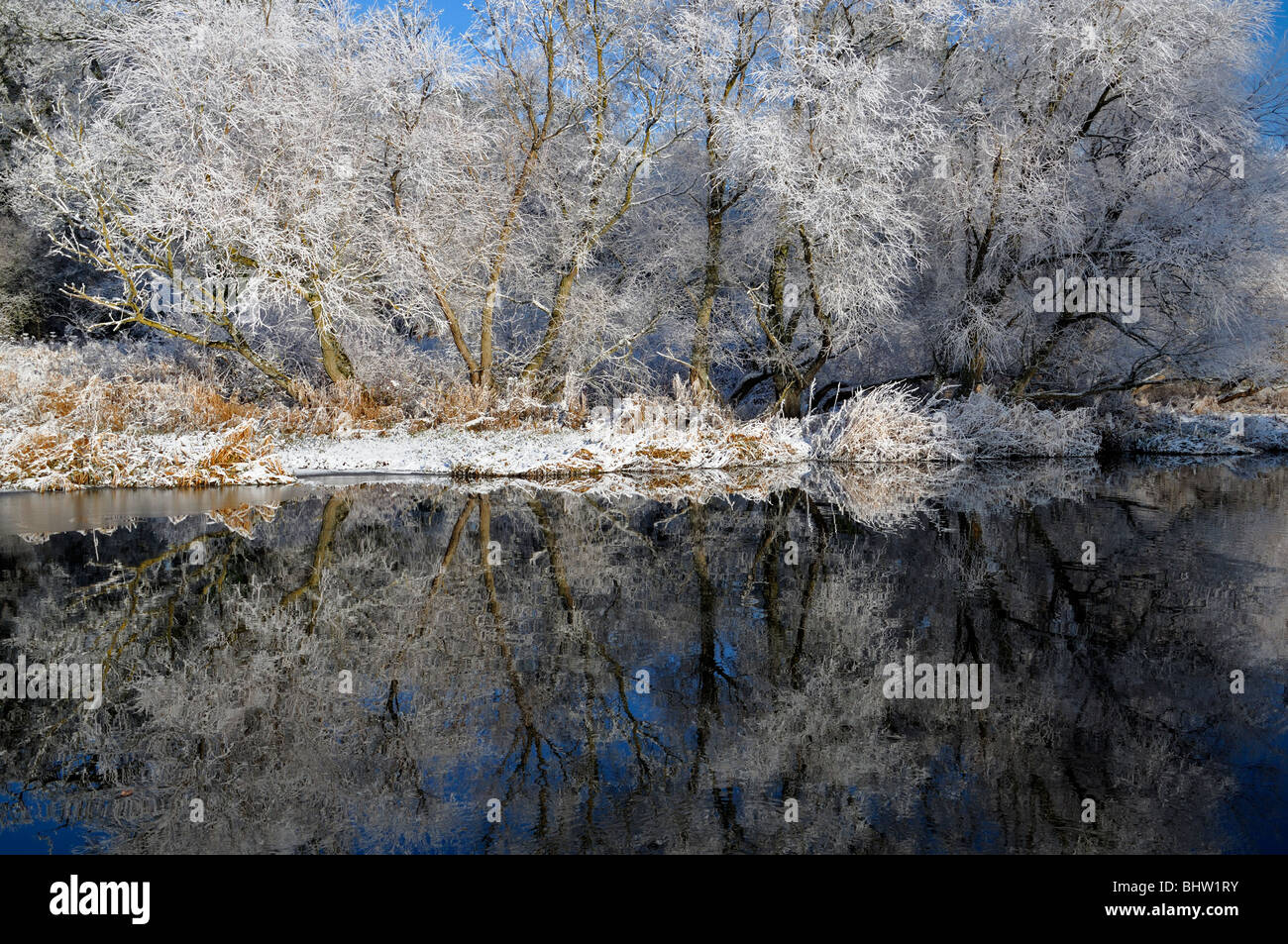 trees cover covered white hoar frost carpet blanket white snow bright blue sky reflect reflection river lake pond pool Stock Photo