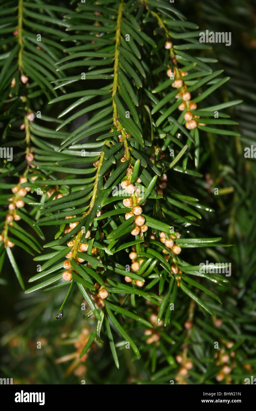 Immature Cones On A Yew Tree Taxus baccata Taken At Ellesmere, Shropshire, UK Stock Photo
