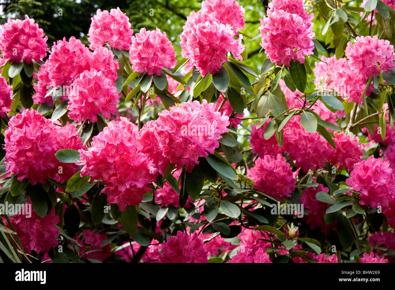 Pink rhododendron bush Stock Photo