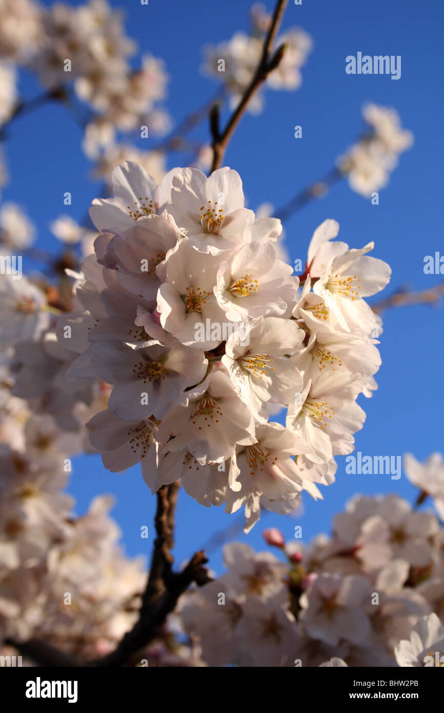 Blooming sakura cherry trees hi-res stock photography and images - Alamy