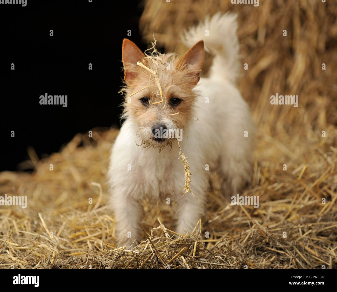 jack russell terrrier dog in straw Stock Photo Alamy