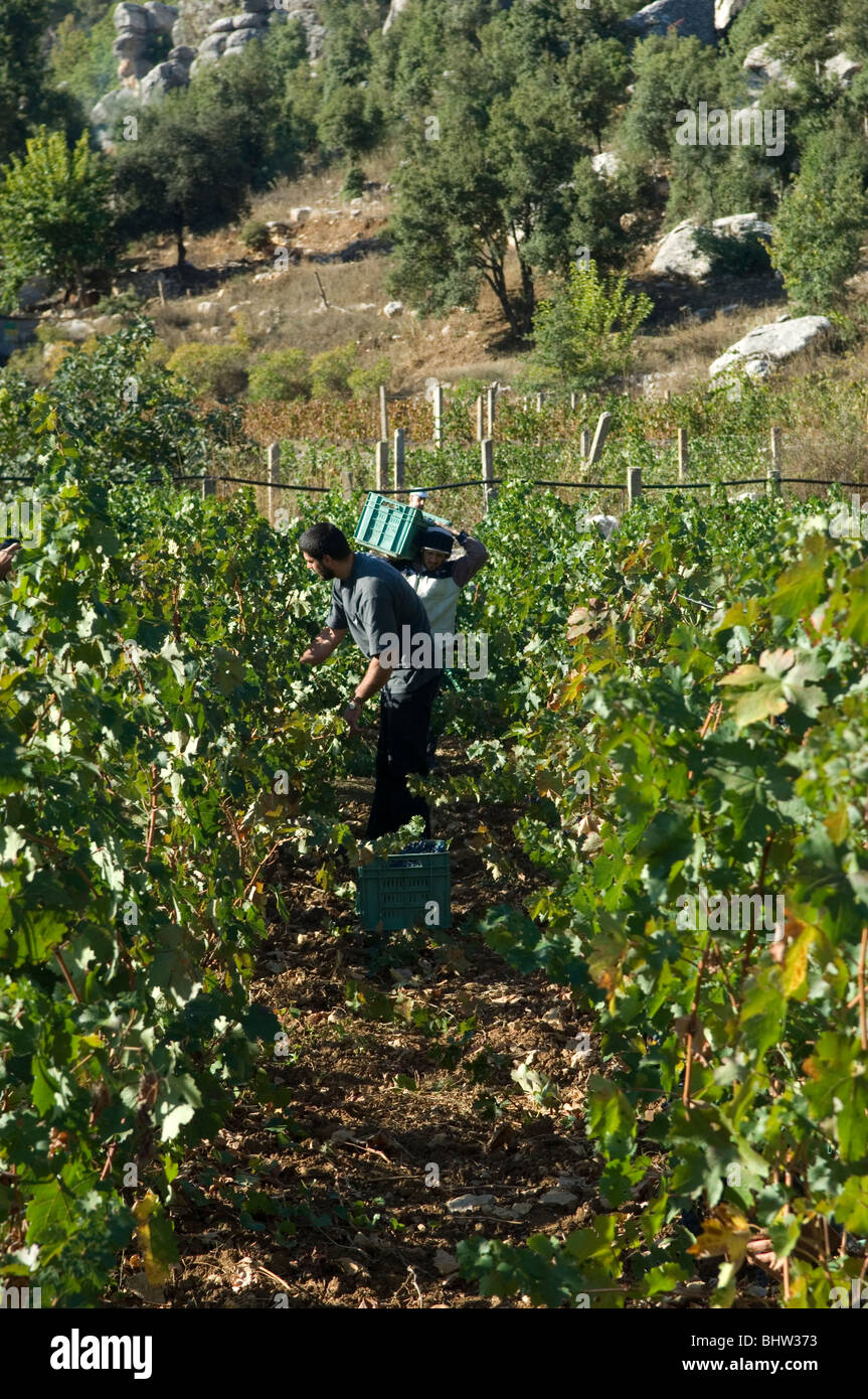 Middle Eastern farmers working in vineyard picking black grapes Lebanon Middle East Asia Stock Photo