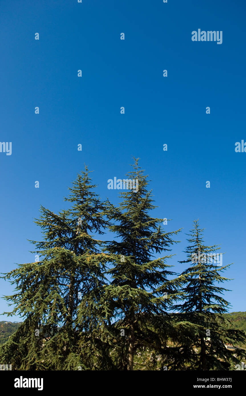 Green trees in mount Lebanon Middle East Asia Stock Photo Alamy