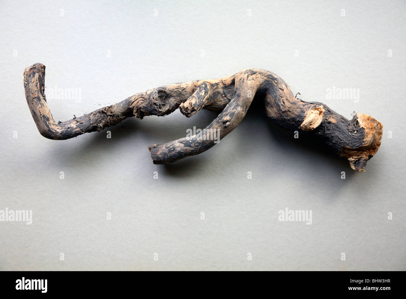 A gnarled old tree branch Stock Photo
