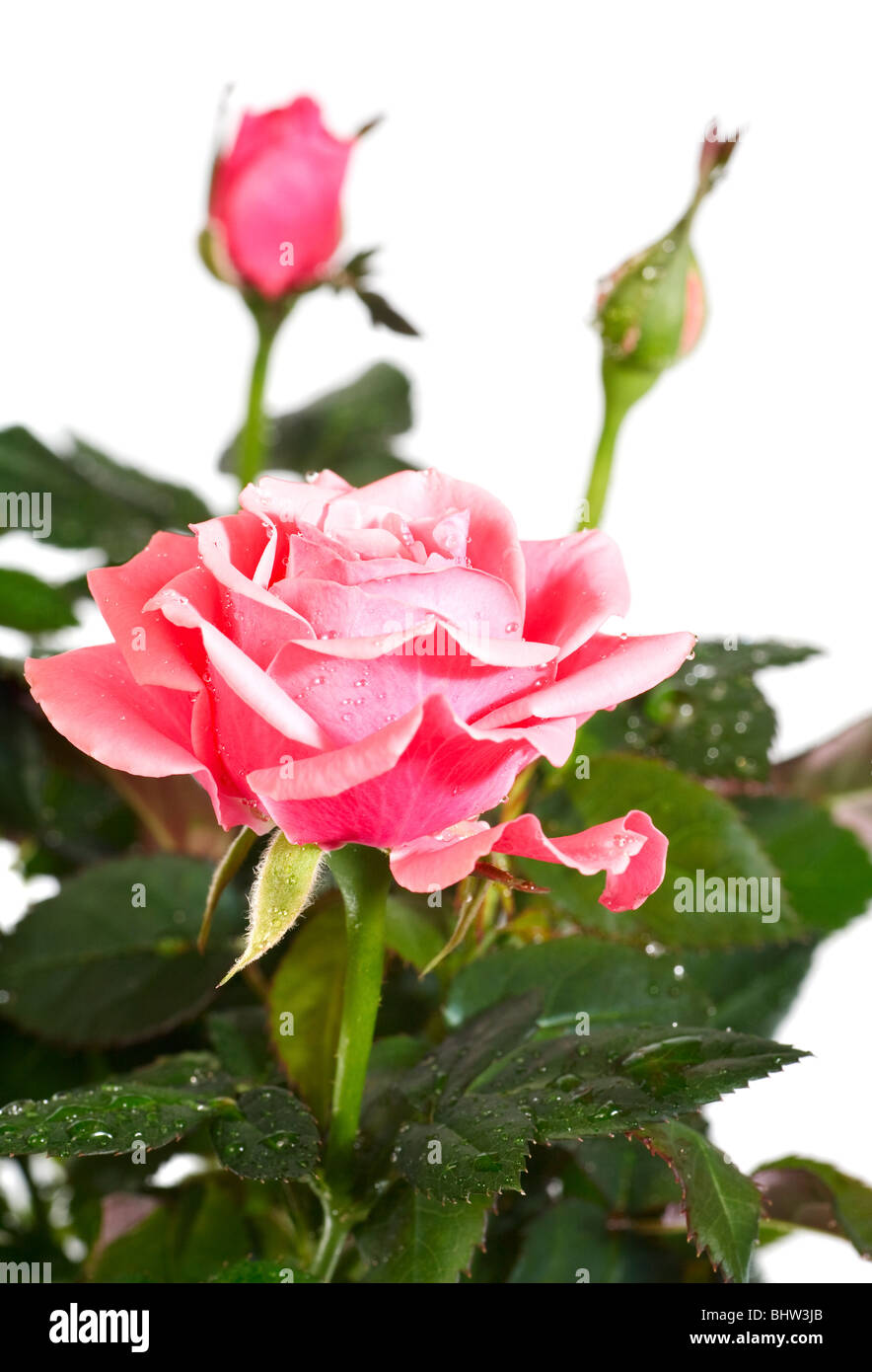 A pot of beautiful rose flowers isolated on white background (with dew ...