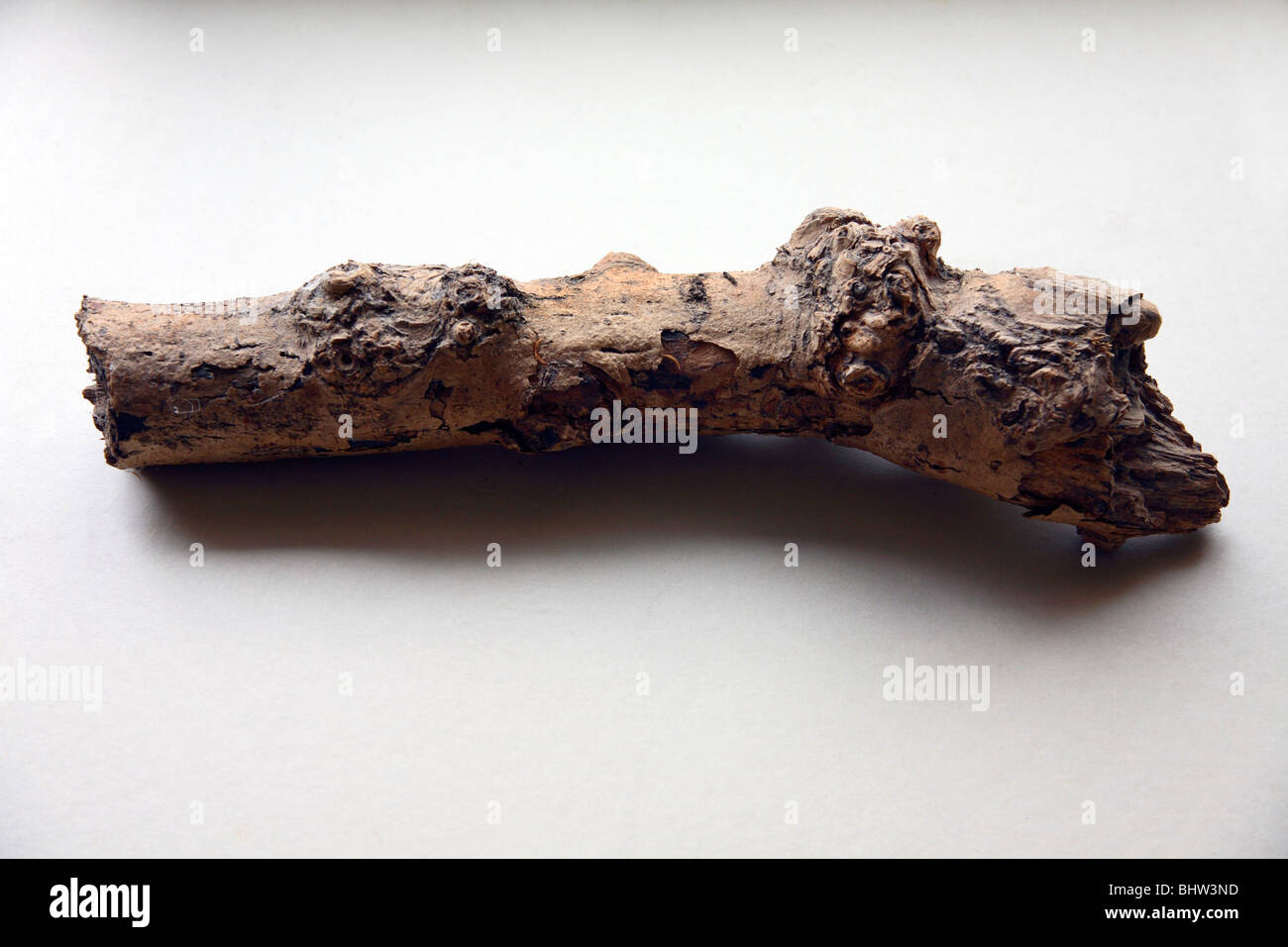 A gnarled old tree branch Stock Photo