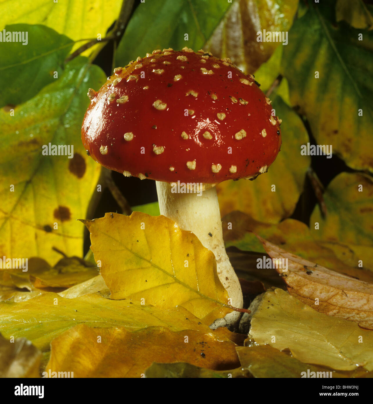 Fly agaric (Amanita muscaria) red and white cap among autumn leaves Stock Photo