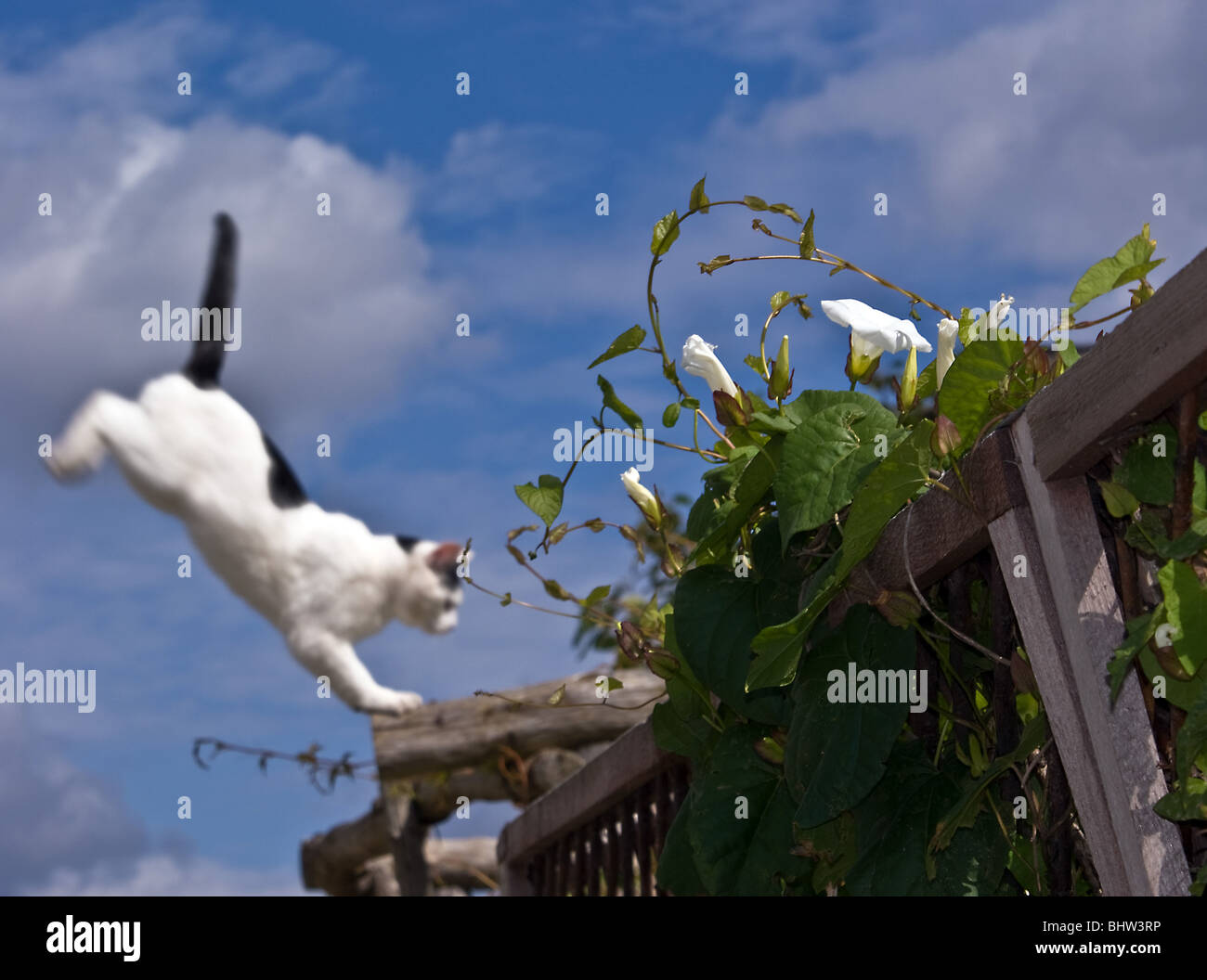 BLACK AND WHITE CAT IN MID AIR LEAPING FROM A ROOF ONTO A FENCE WHICH IS COVERED IN MORNING GLORY FLOWERS Stock Photo