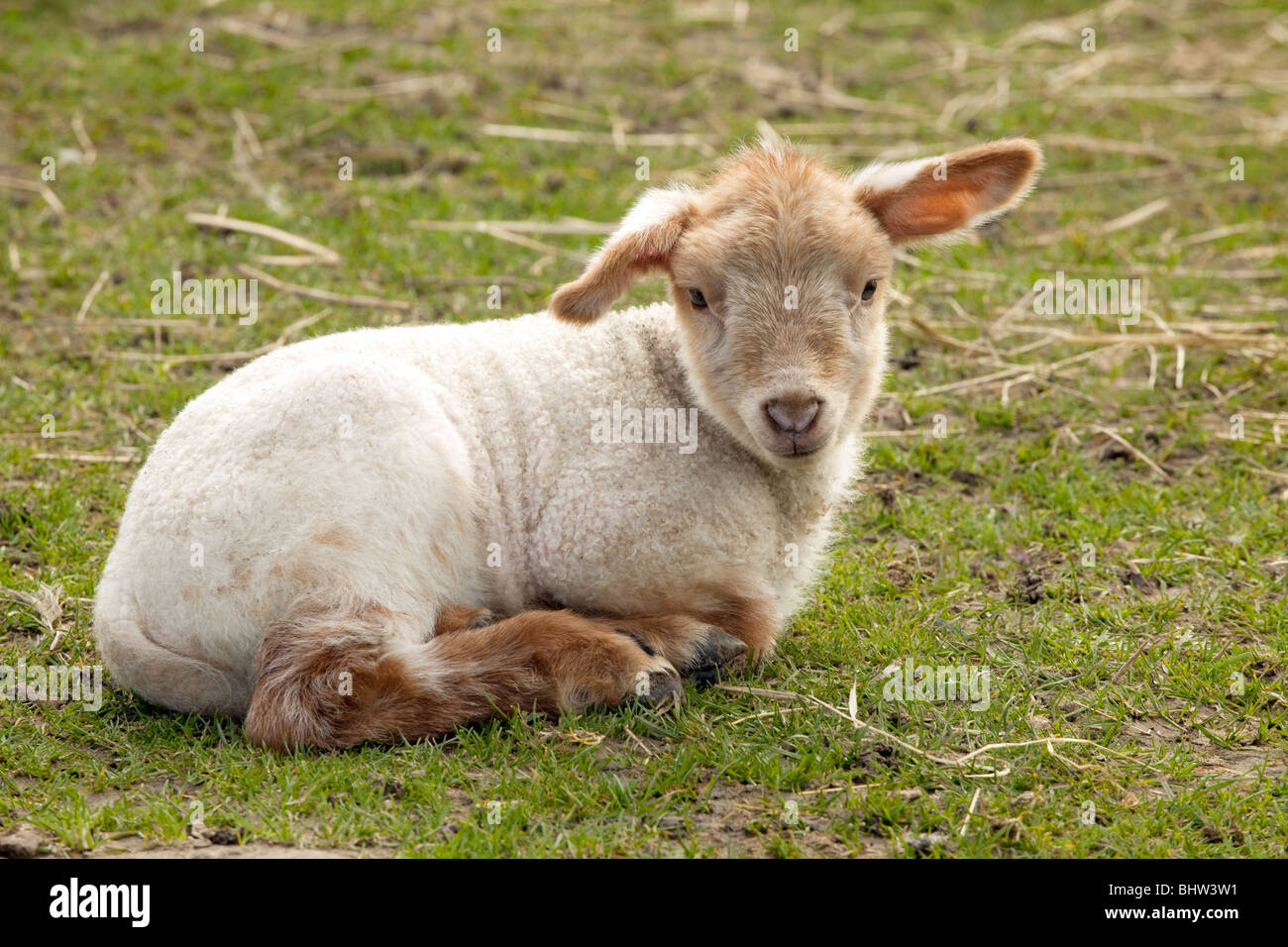 Springtime lamb hi-res stock photography and images - Alamy